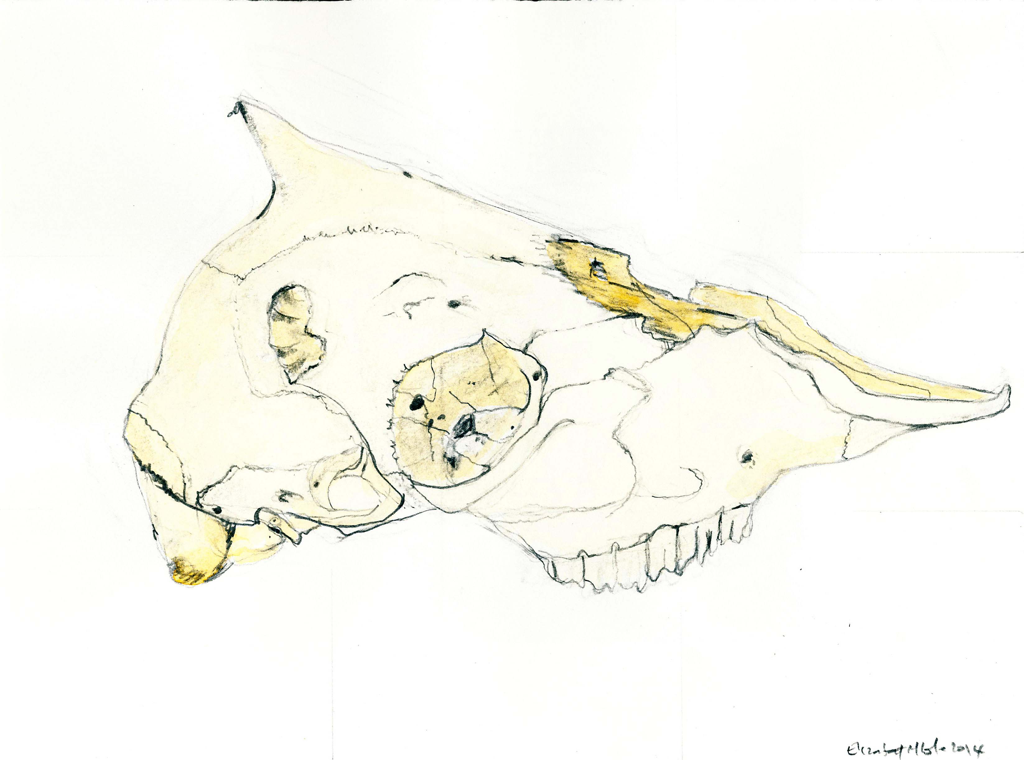 Drawing 2014- lamb’s skull side on x 2 – Elizabeth M. Cole – Artist